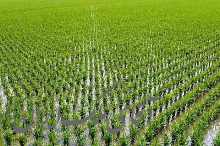 فروش ۲۷۵۵ متری در مبارکه